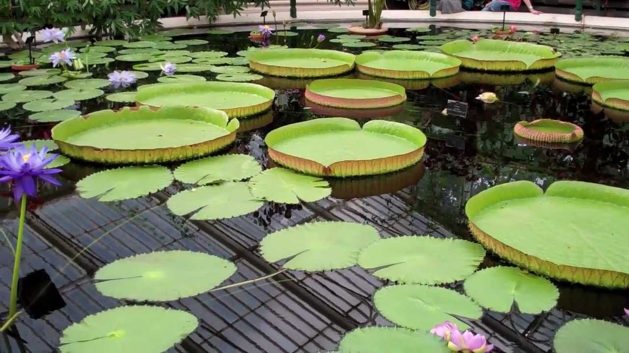 Kew Gardens London