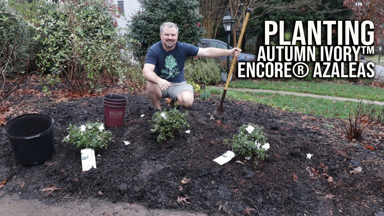 Как сажать азалии Autumn Ivory™ Encore®