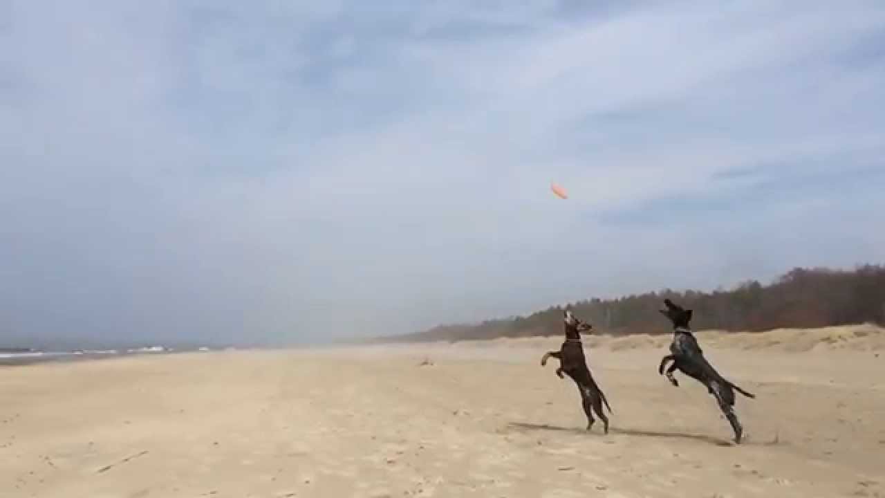 Flying dogs & Frisbee. German Shorthaired Pointers at the See