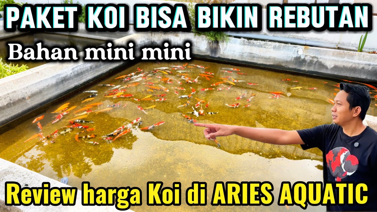 Paket Koi bisa bikin rebutan ni‼️review harga Koi di ARIES AQUATIC ‼️banyak bahan mini