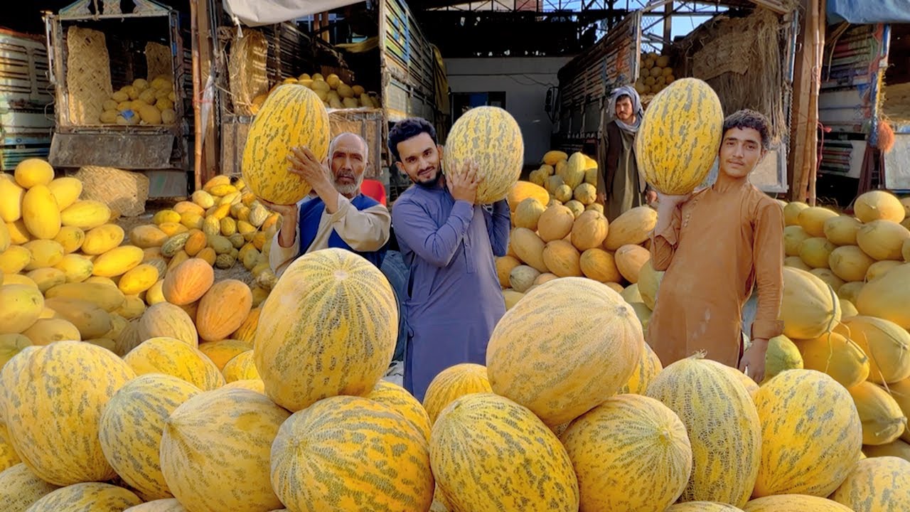 Watermelon and Melon Big Market | Kabul AFG | افغان تربوز او خربوزه