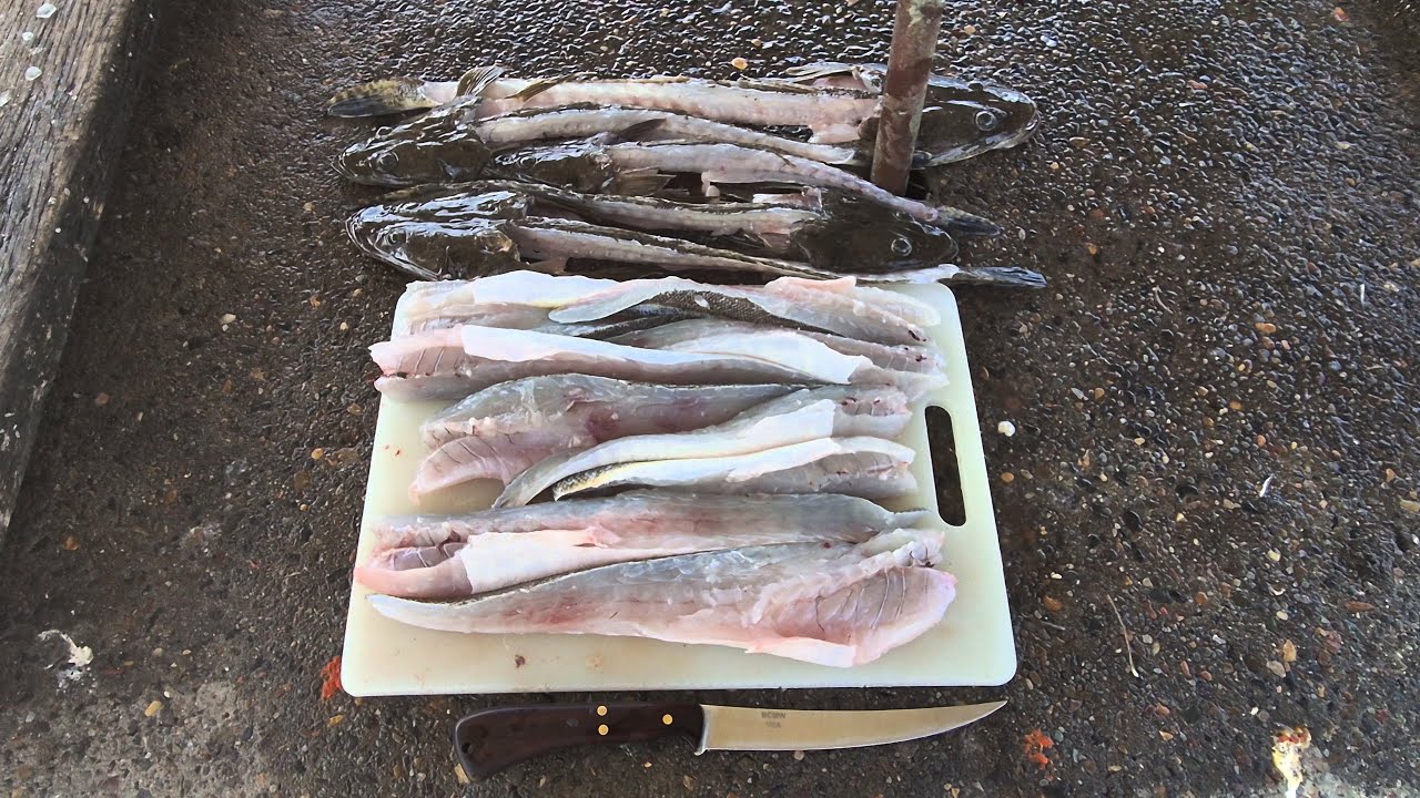 Landed 8 Flathead & kept 5 for the table.