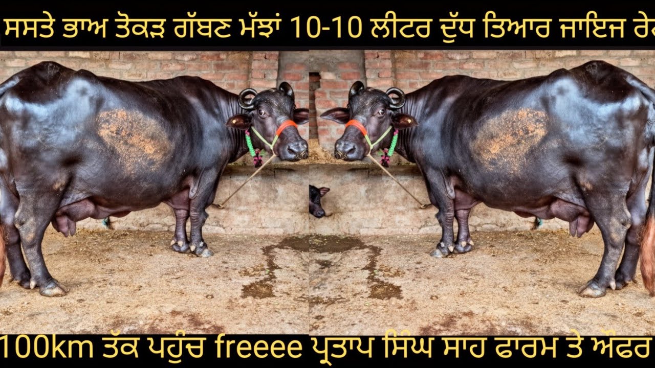 #ਤੋਕੜ ਗੱਬਣ ਮੱਝਾਂ ਵਿਕਾਊ ਜਾਇਜ ਰੇਟ 7 buffalo for sale #best #qulity #bufflo #viralvideo #shere 