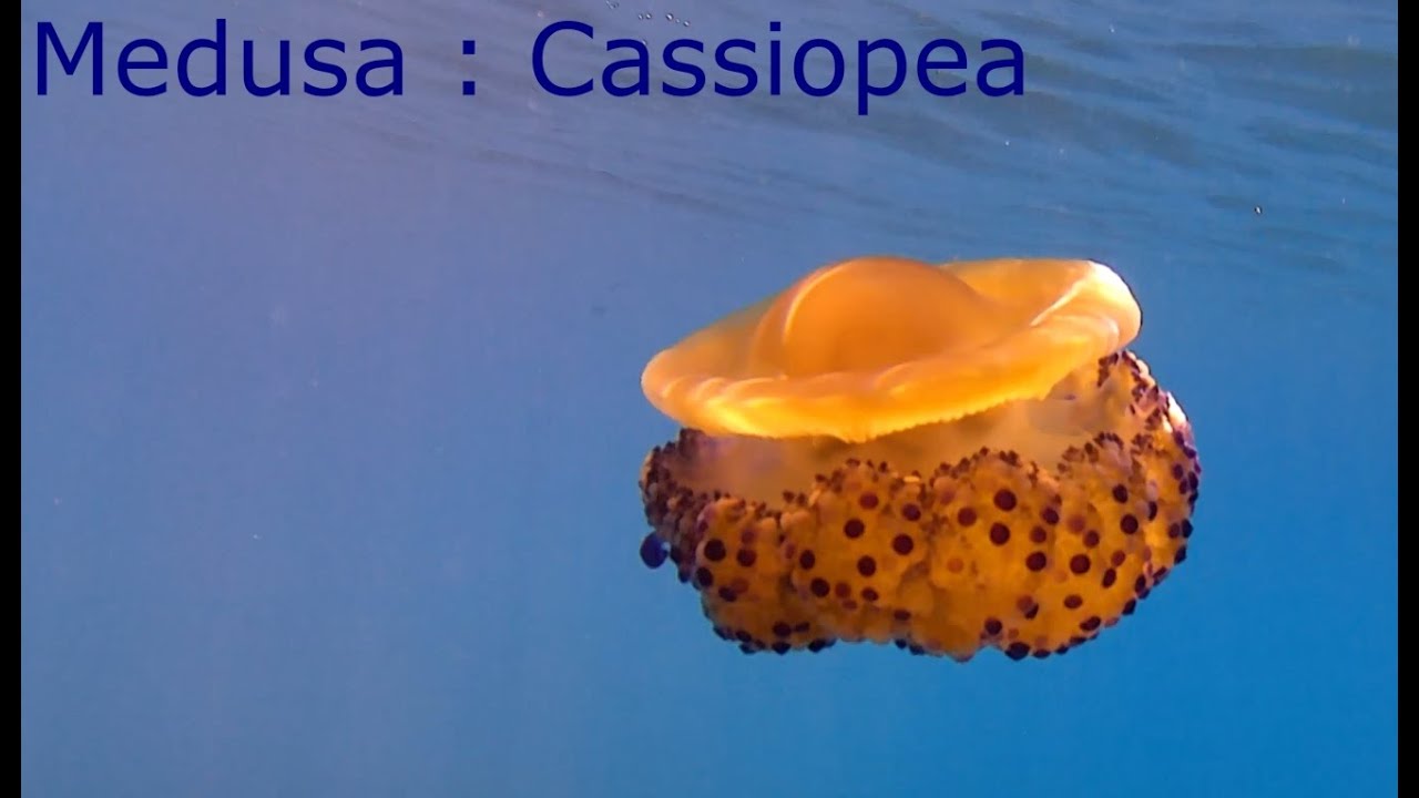 RIVA TRIGOSO