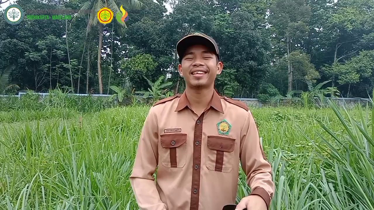 Pembuatan Hay Dari Rumput Odot