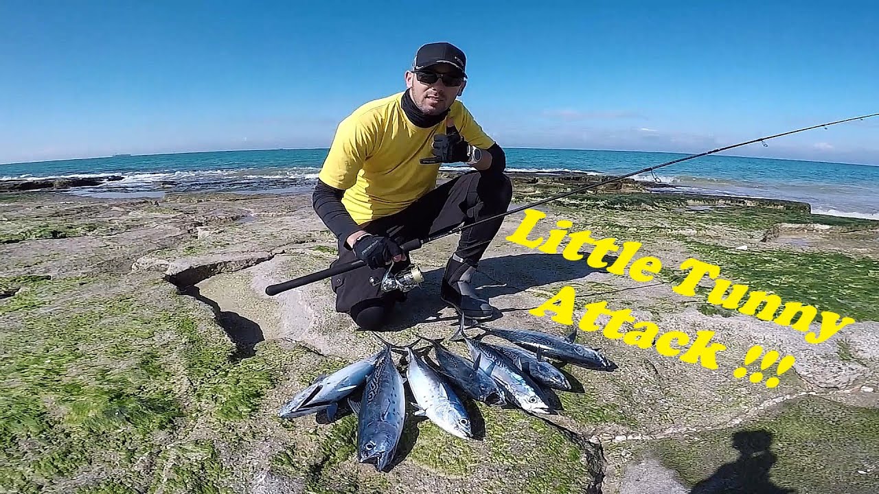 Little Tunny (False Albacore) Blitzzzz | Stella FJ / Aims | Live Strikes ! Full Video | טוניות באטרף
