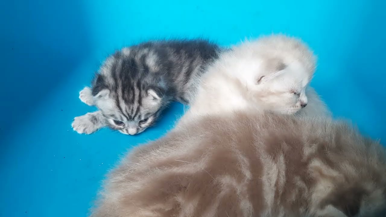Bayi kucing sedang berkumpul dijaga