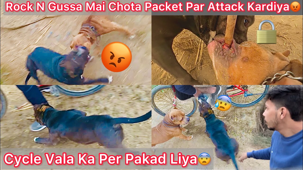 Chota Packet N Cycle Vala Ka Per Pakad Liya😰Rock N Jaan Bachai Cycle Vala Ki😨Panga Hogya😡