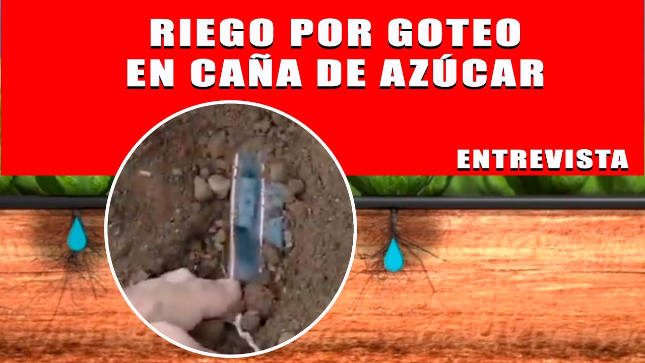RIEGO POR GOTEO EN CAÑA DE AZÚCAR