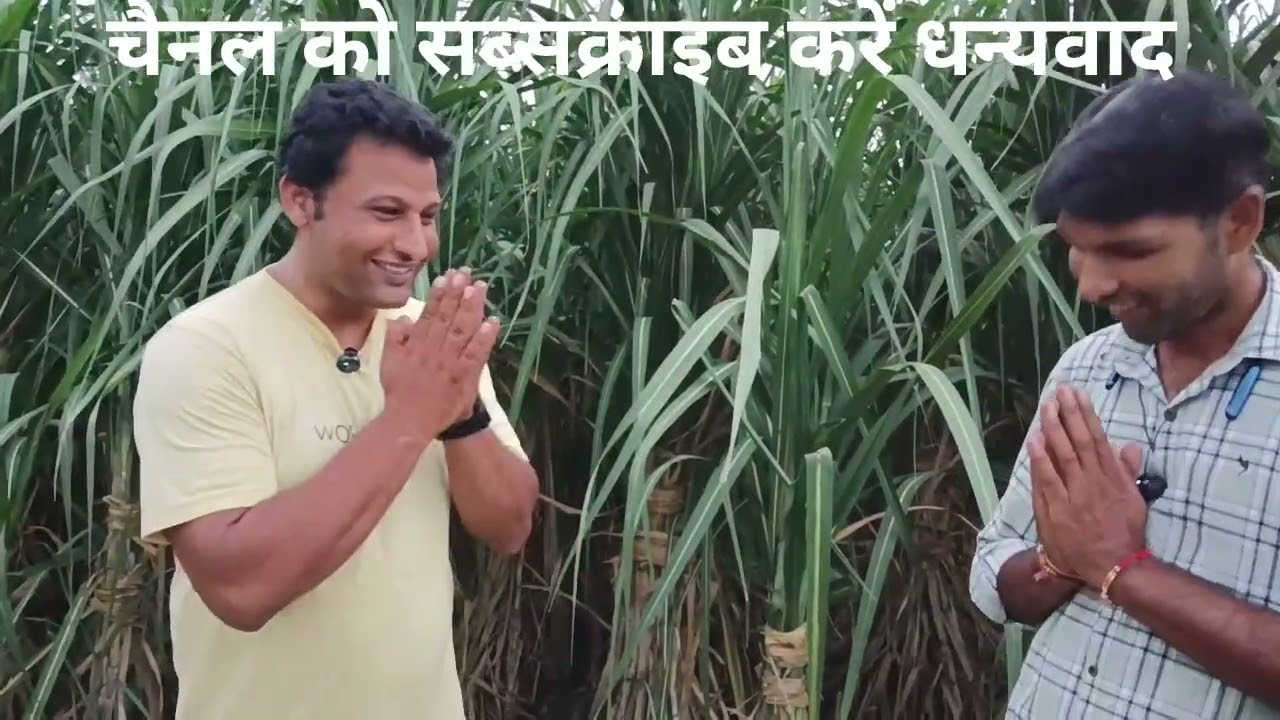 गन्ना किसान के खेत में नहीं है 1% भी कीड़ा गन्ने का खेत लाजवाब दूर दूर से आते है किसान देखने