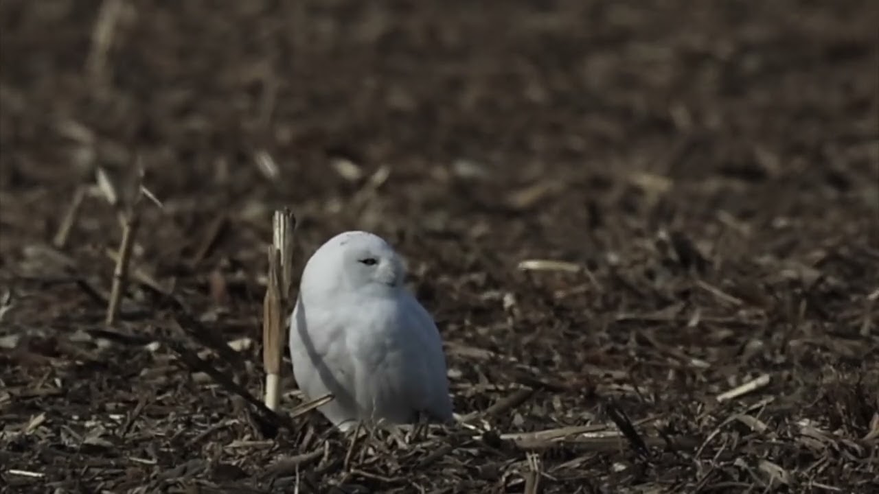 Snowy Owl -4 Jan 2026