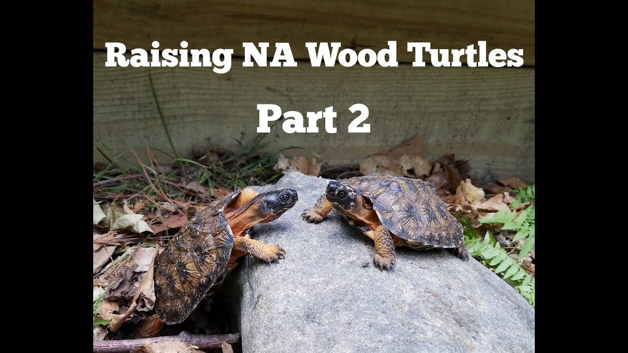 Raising North American Wood Turtles- Part 2