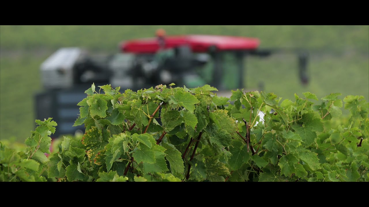 Vendanges | Grape Harvest | Traubenlese | Vendemmia - Location Angeac-Champagne, France