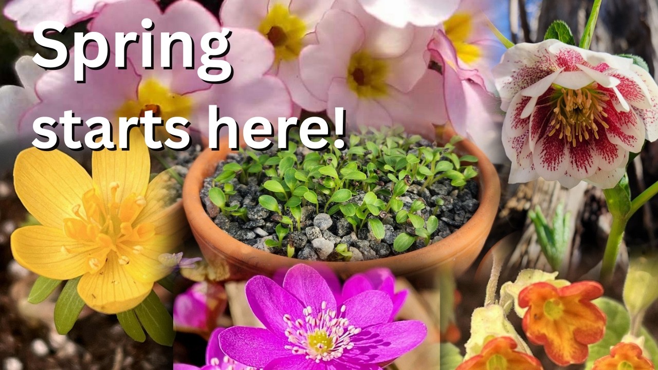Ep 41 A taste of Spring in the greenhouse... Seed germination and early seedlings