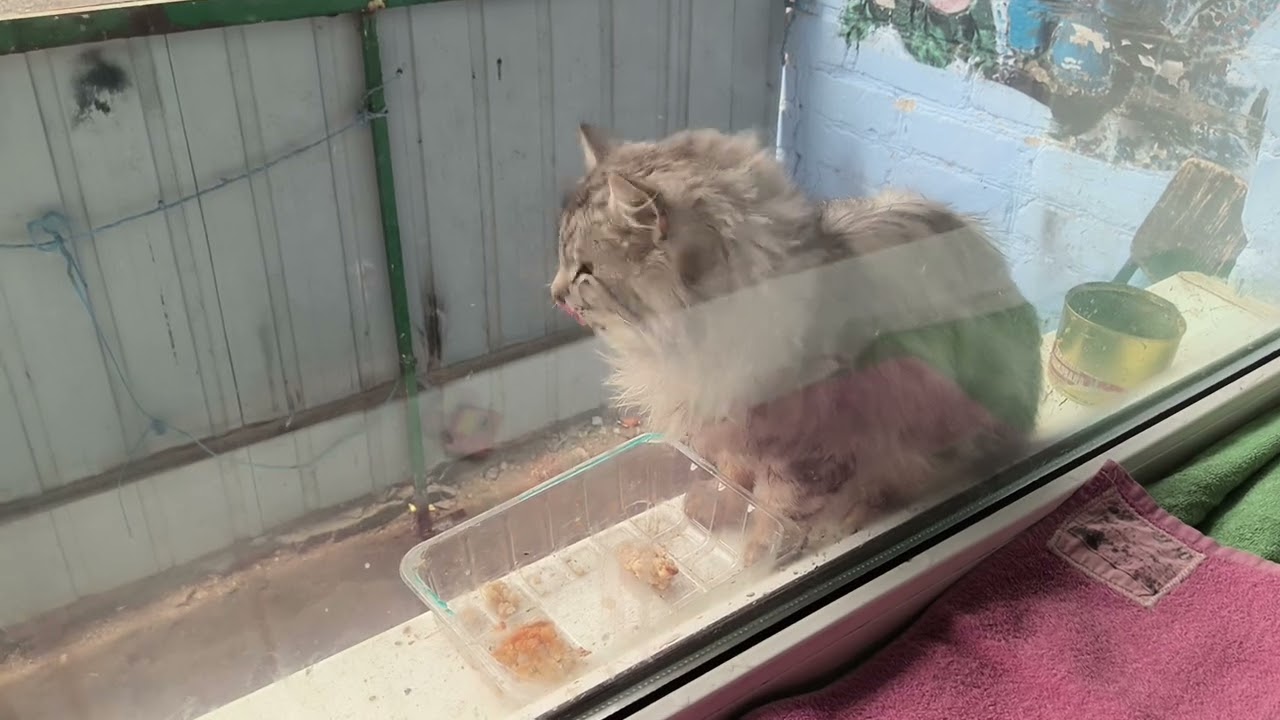 Большая, питомец уже накормлен как вы видели Я люблю всех питомцев! ❤️🐕‍🦺❤️🐕❤️🐈‍⬛❤️🏡❤️