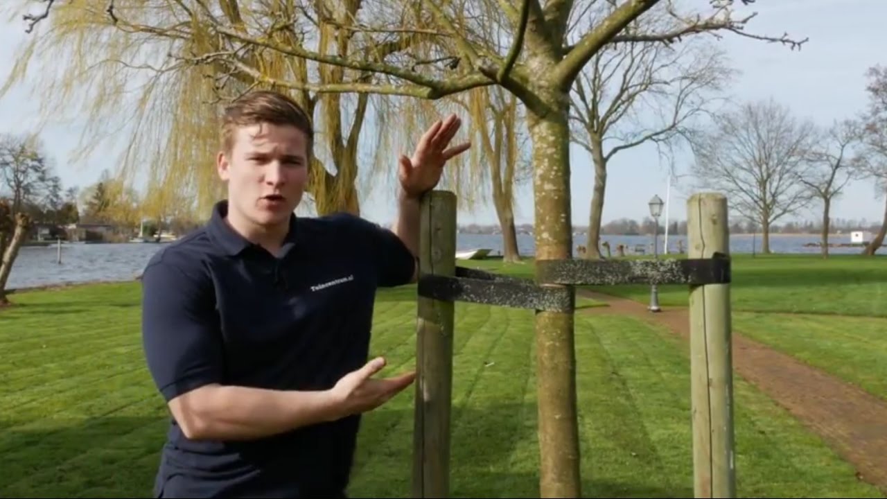 Een boom planten