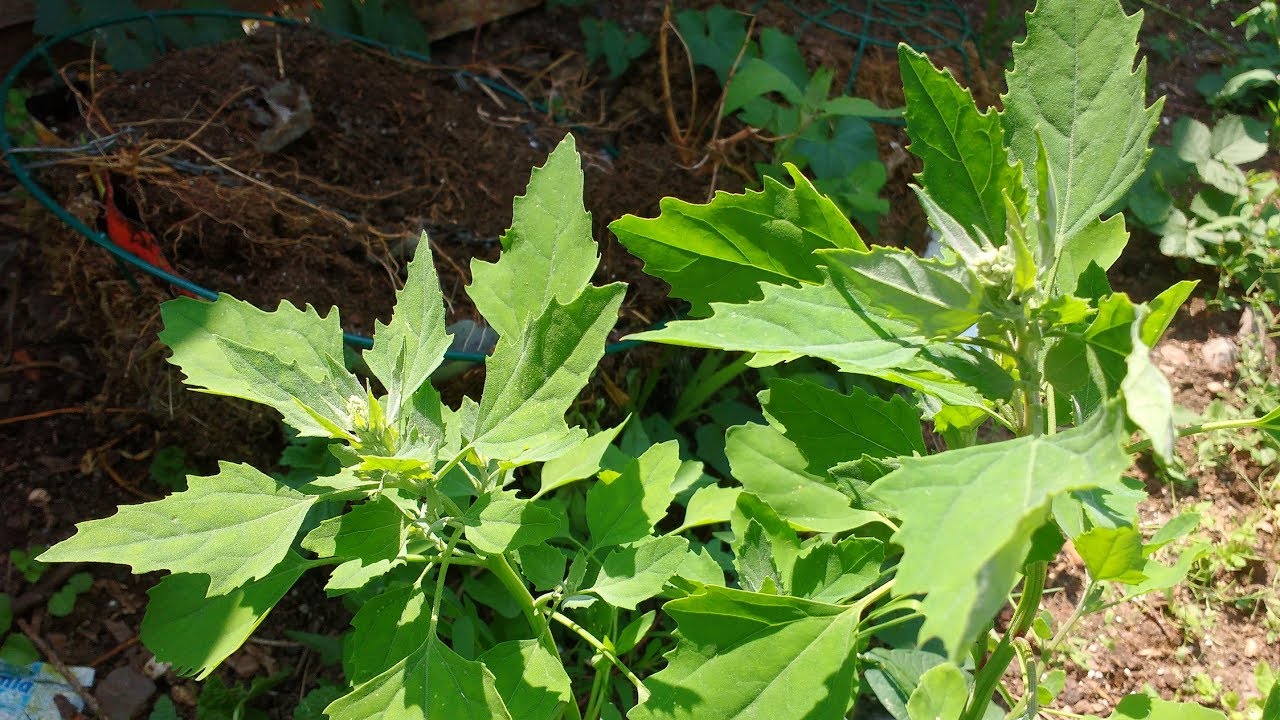 Identifying Lambs Quarters