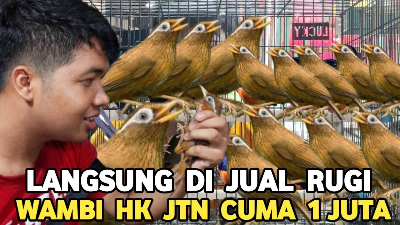 LANGSUNG DIJUAL RUGI WAMBI HONGKON JANTAN DARI 1 JUTAAN DI PASAR BURUNG PRAMUKA