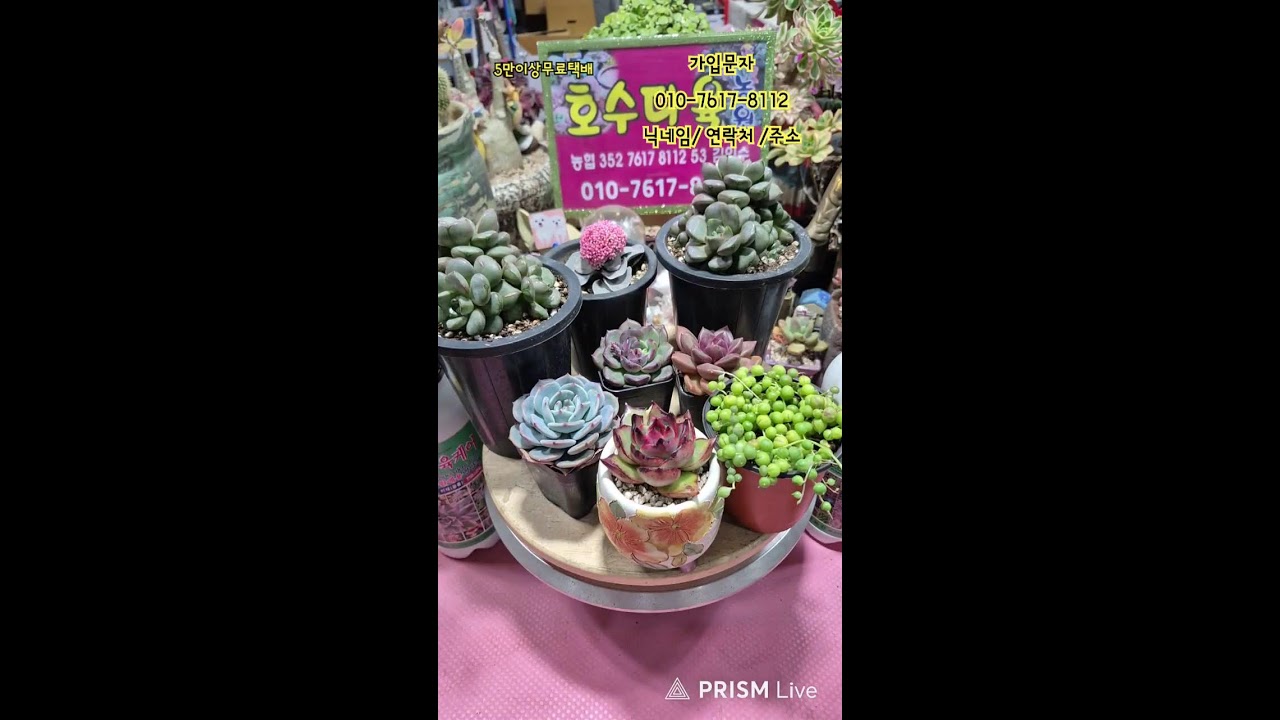 🌵호수다육농원  26.02.27 꽃구경하시소~육이랑 놀자 놀자요~
