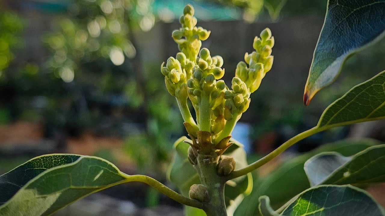 Avocado Trees Winter Update 5/06/24