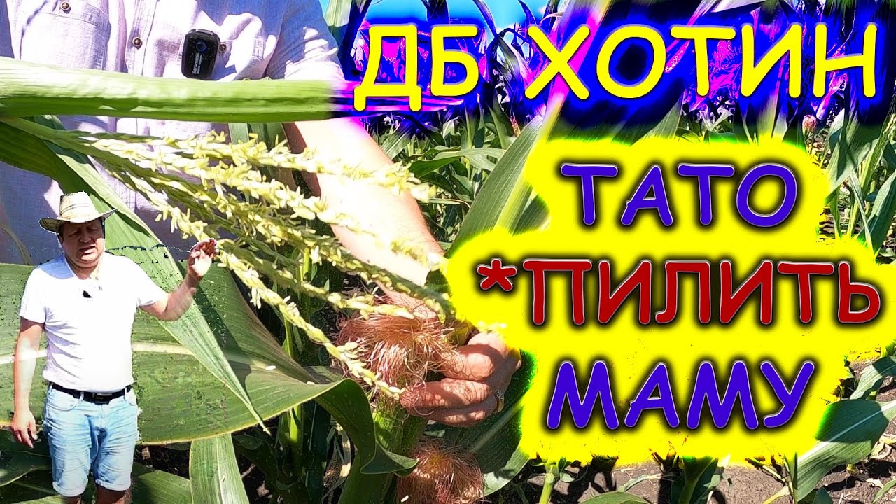 🤔КУКУРУДЗА  ДБ Хотин 🌽 СОРТО ОЧИЩЕННЯ  НА ДІЛЯНЦІ ГІБРИДИЗАЦІЇ