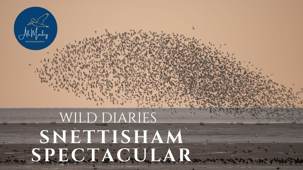 Snettisham Spectacular! Years of dreaming Finally Witnessing this incredible bird phenomenon