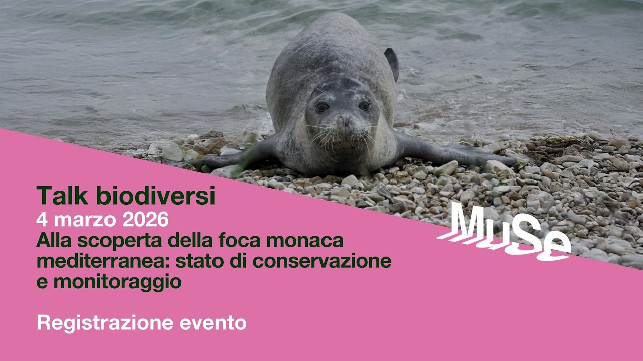 Talk biodiversi 2025-2026 #5 | Alla scoperta della foca monaca mediterranea