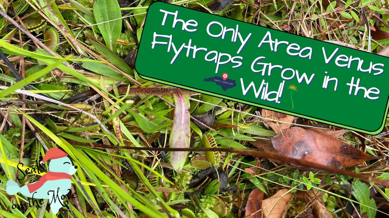 The Only Area Venus Flytraps Grow in the Wild - Stanley Rehder Carnivorous Plant Garden
