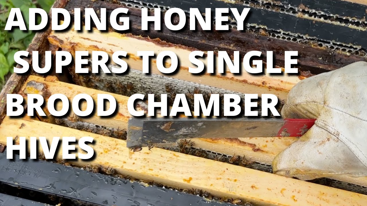 Adding honey supers to single brood chamber hives