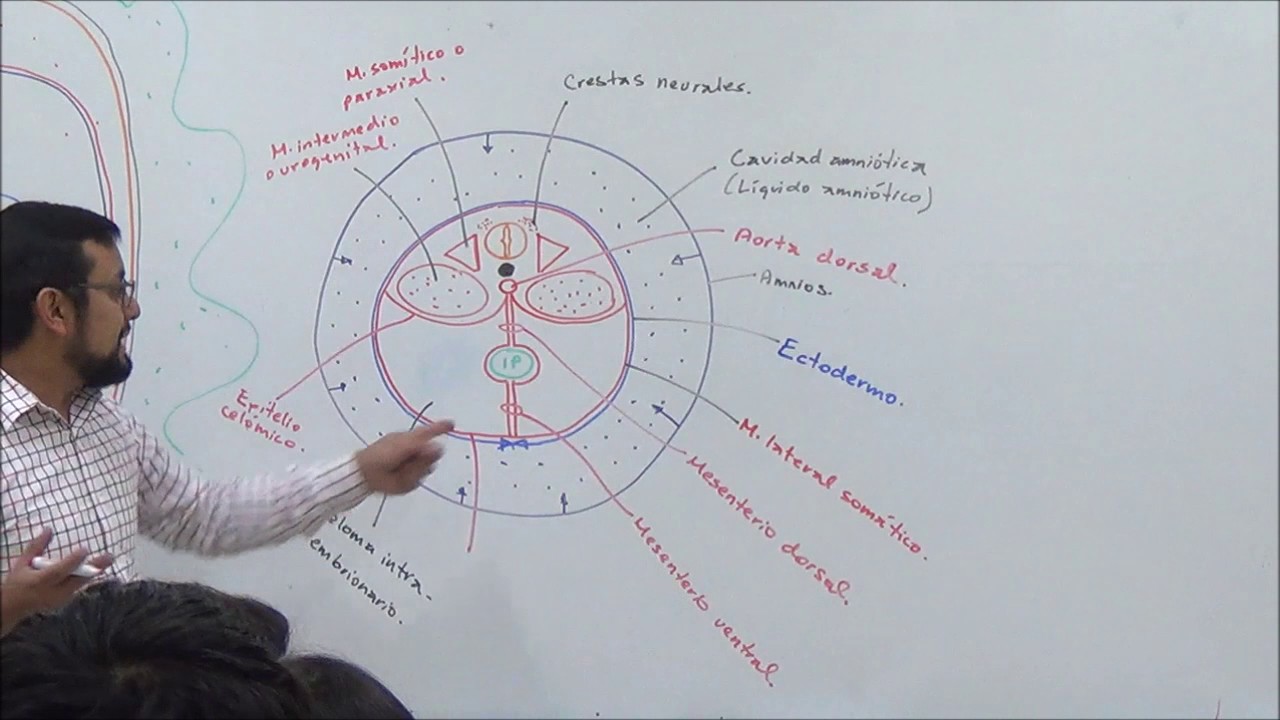 Tubulación corporal (parte 2)