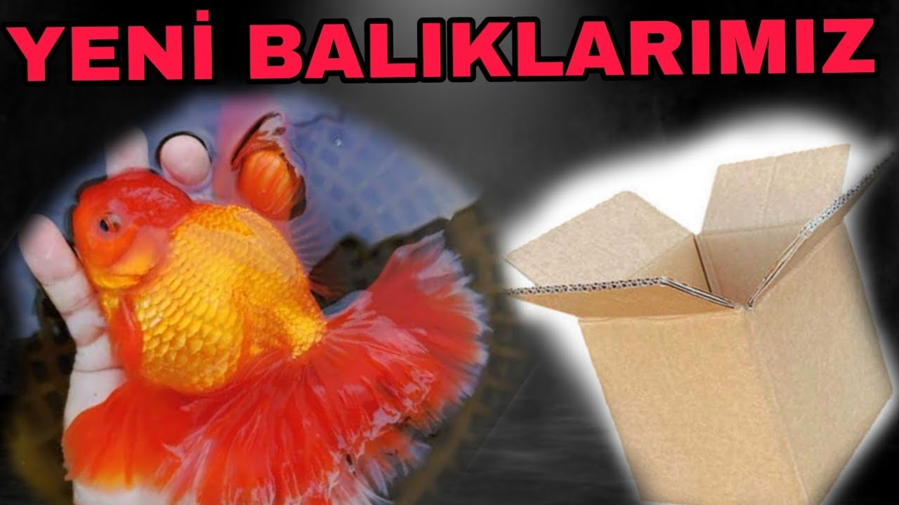 Yeni Kutu Açılımı.Önceki Balığımız Özürlü Çıktı Telafi Balığımız Geldi.Balık Alırken Dikkat!