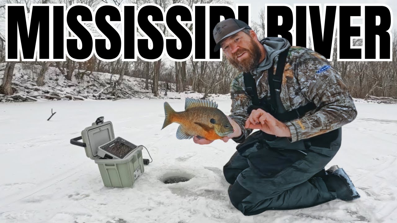 First Ice Mississippi River Backwaters - Big Bluegills!