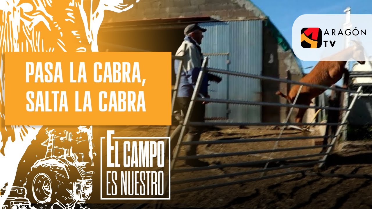 Pasa la cabra, salta la cabra y grita a la cabra.