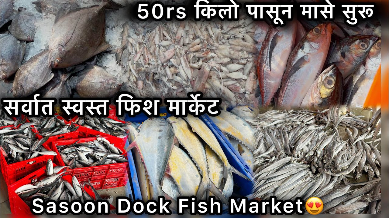 Sasoon Dock Wholesale Fish Market 😍| Sasoon Dock Fish market latest Video | Colaba Fish market