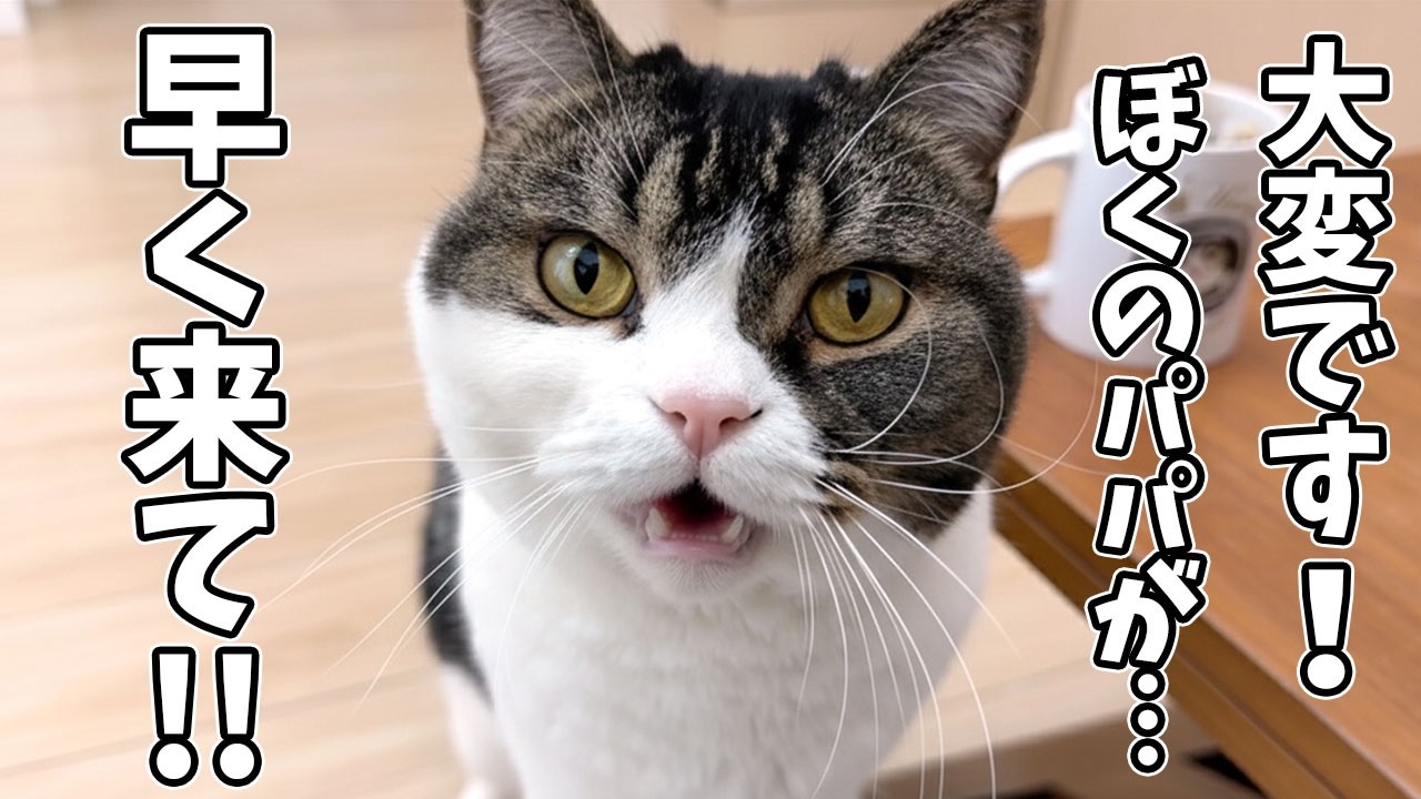息子猫の様子がおかしいので後ろをついて行ってみたら、パパ猫がまさかの状況になっていました…