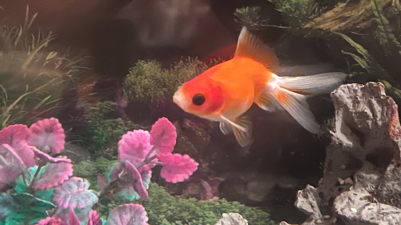 Los peces de acuario más bonitos de agua fría 