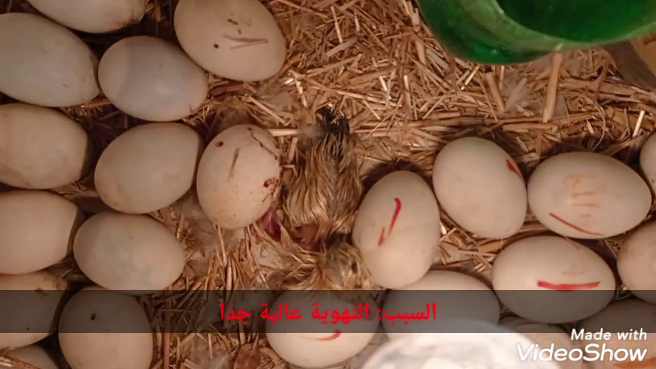 التهوية في الفقاسة مشاكل وحلول وكيفية تركبب المروحة