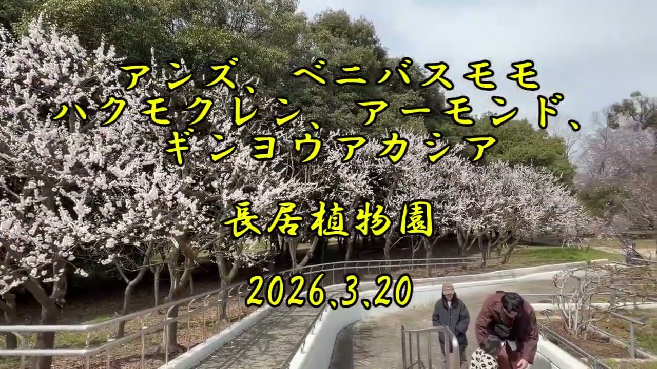 満開のアンズとベニバスモモ  長居植物園　2026.3.20