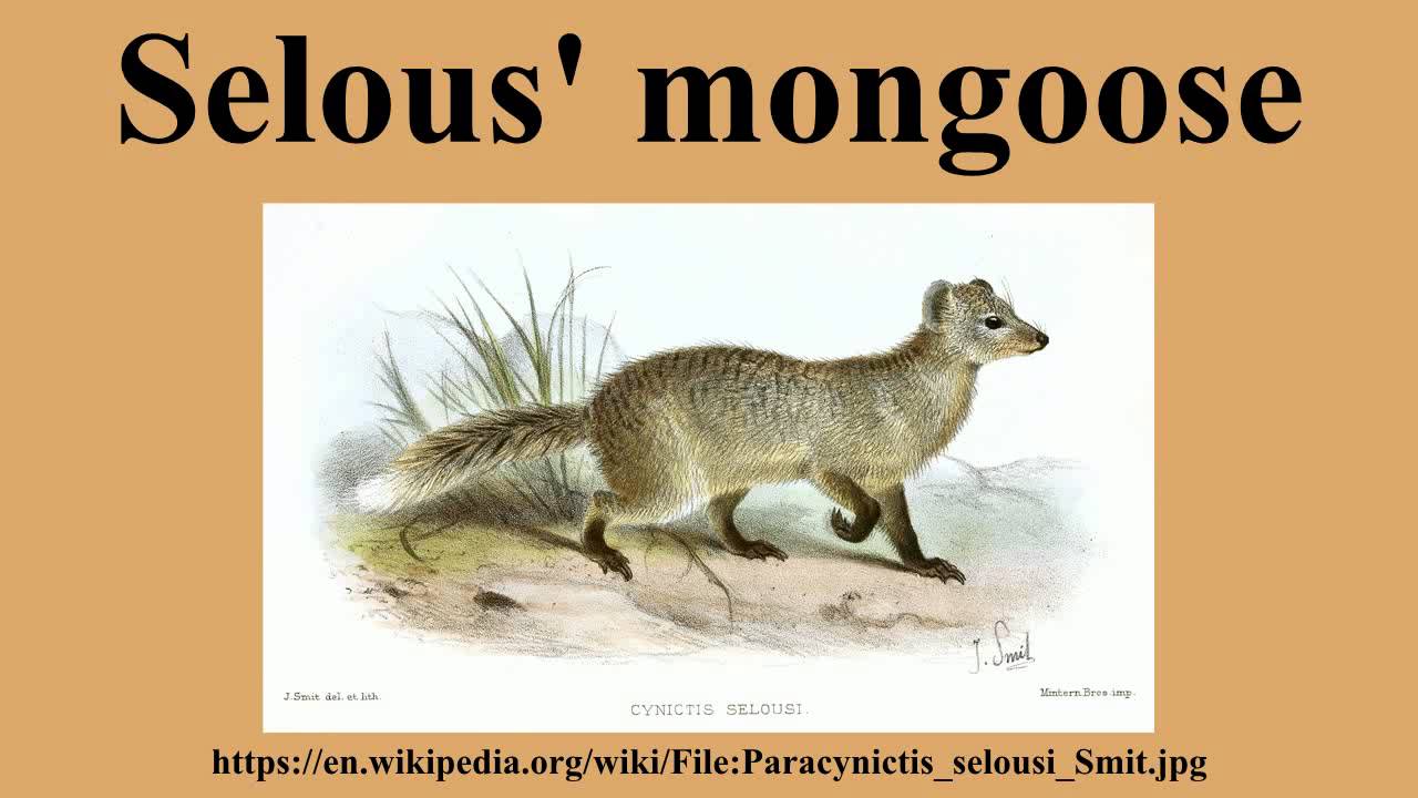 Selous' mongoose