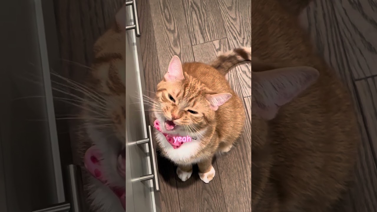 Cabinet chats with Kona the cat 😻 #cats #cute