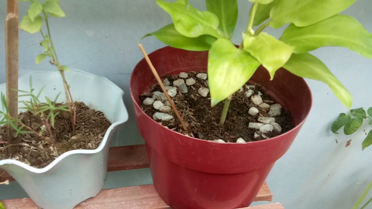 Plantitos
