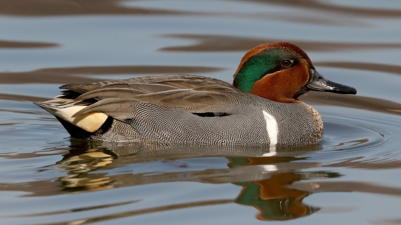 Green-winged teal