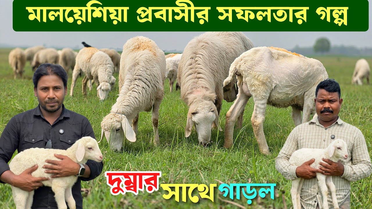 সফলতার গল্প। মালয়েশিয়া প্রবাসীর দুম্বা ও গাড়লের খামার মেহেরপুর কুষ্টিয়া । Dumba and sheep farm 