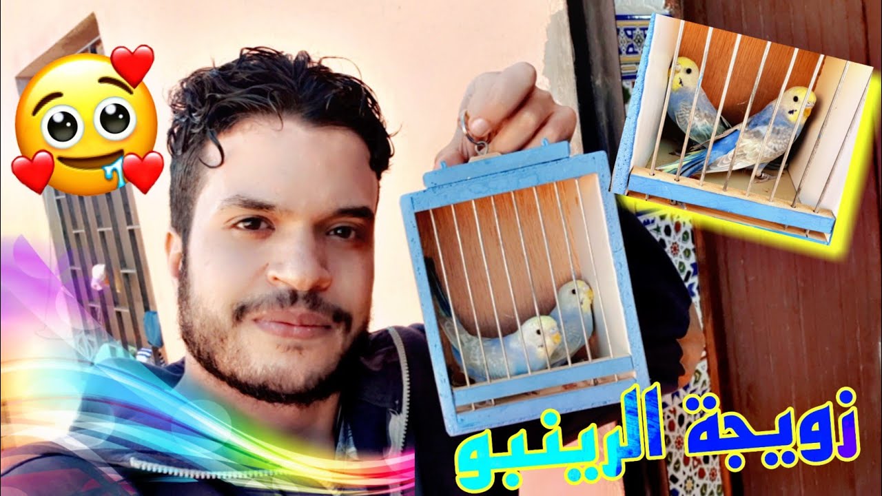 إشتريت زوج جديد من طيور البادجي 🐦 من طفرة جميلة🔥