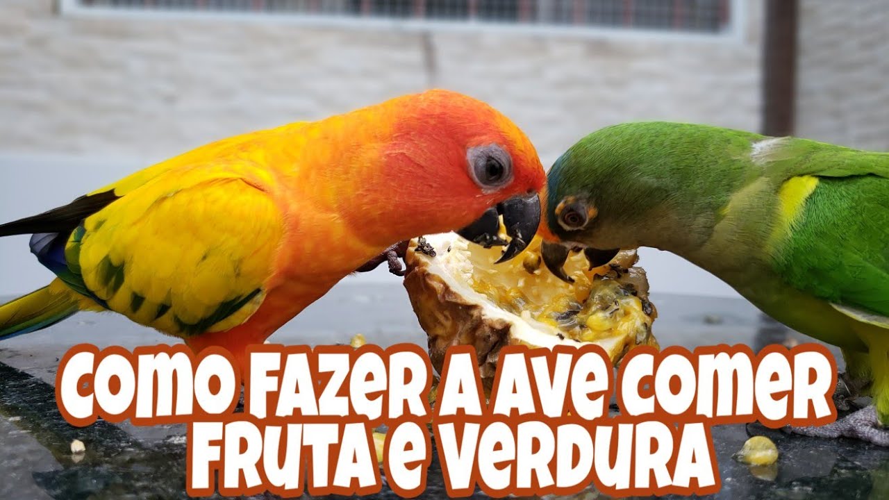 Como ensinar seu papagaio comer verdura e frutas