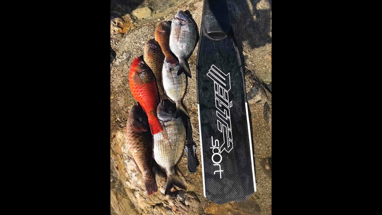 &Pi;&alpha;&nu;&epsilon;&lambda;ί&sigma;&tau;&alpha;&sigmaf; &Eta; &epsilon;&pi;&iota;&sigma;&tau;&rho;&omicron;&phi;ή .Spearfishing in greece Panelistas
