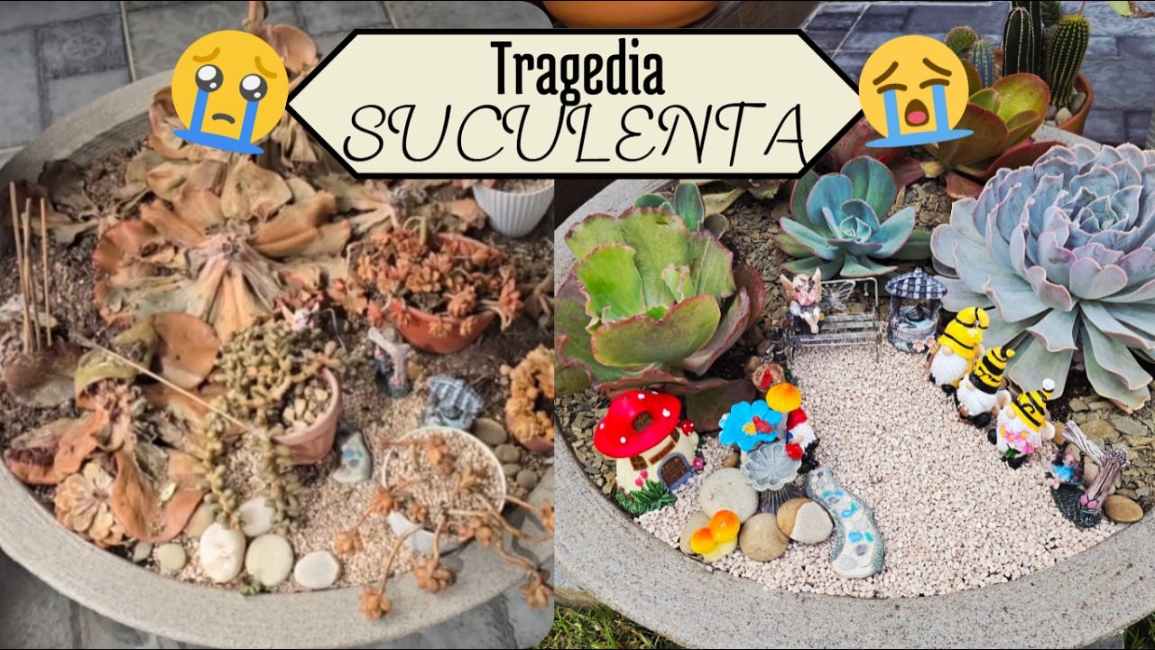 Errores en jardinería: se ‘cocinó’ nuestro arreglo suculento 😭
