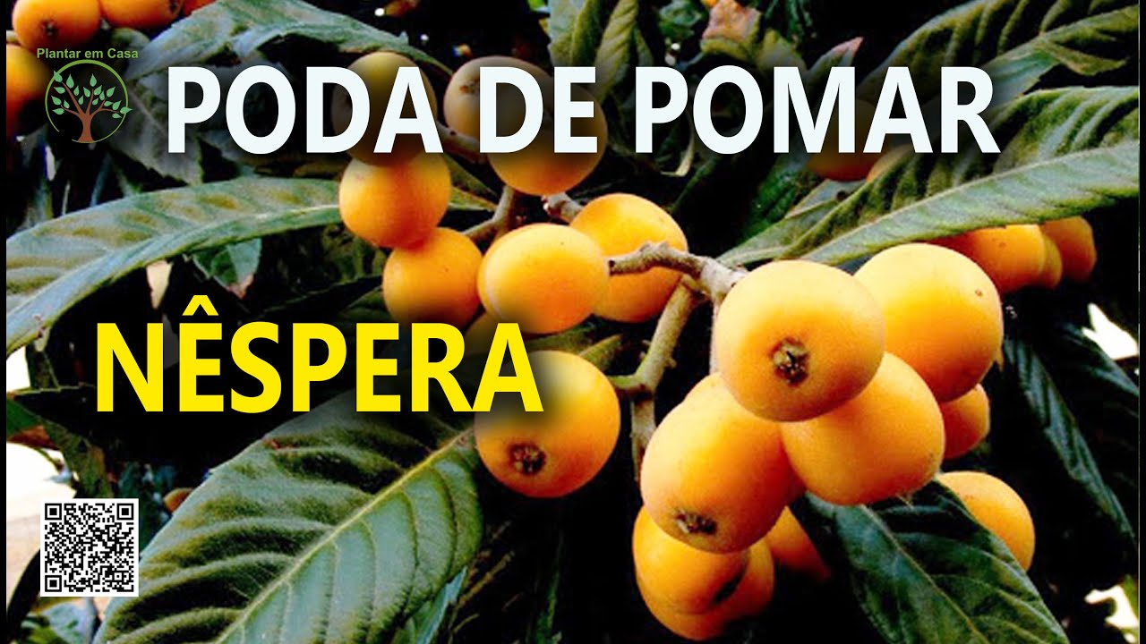 Poda da Nêspera com Sergio Semerdjian e Virgilio Ferreira