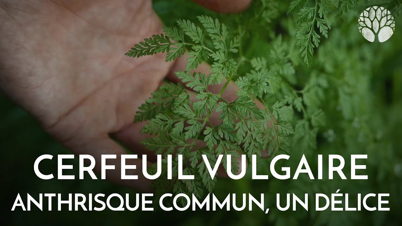 Le cerfeuil vulgaire ou anthrisque commun, une plante aromatique délicieuse