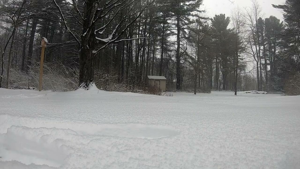 Berkshires backyard snowing